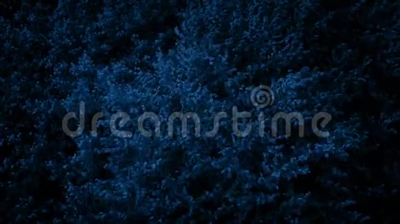 刮风的夜晚树丛视频的预览图
