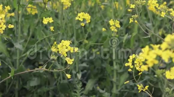 草地上盛开着黄色的花朵在近距离看到的风中单个的子绽放视频的预览图
