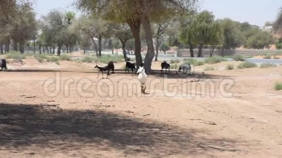 白色家养山羊黑山羊走过炎热的沙漠沙砾在沙漠中寻找食物视频的预览图