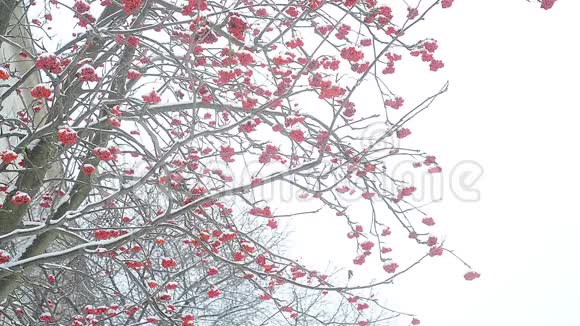 冬天的杨梅树视频的预览图