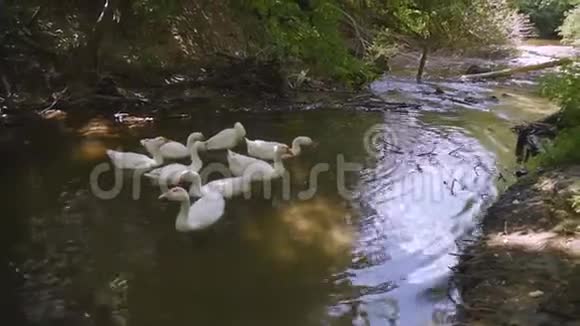 白鹅潜入水中得到自己的食物一只家鸟在河里游泳视频的预览图