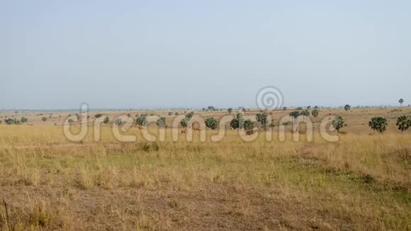 在野生非洲大草原上吃草的羚羊或羚羊视频的预览图