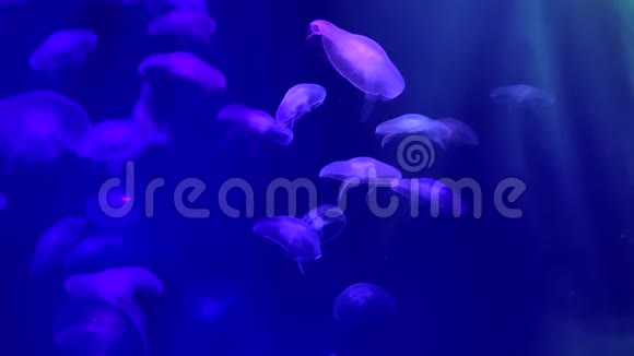 水母在水族馆的游泳池里游泳视频的预览图