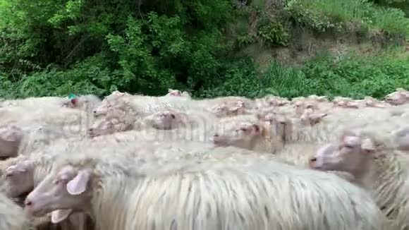 在乡下的路上走着一群白羊视频的预览图