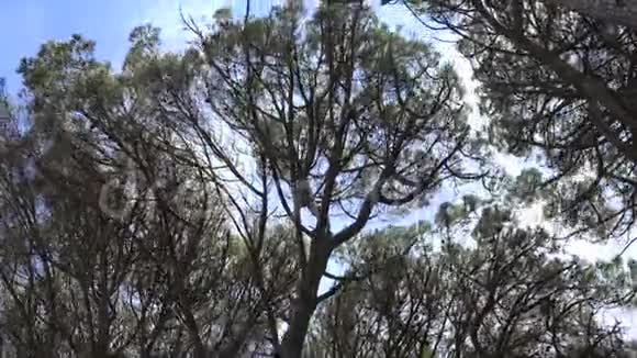 高大的树木和树枝强劲的风视频的预览图