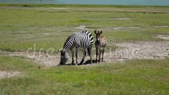 斑马妈妈在非洲草原上的草原上带着小草视频的预览图