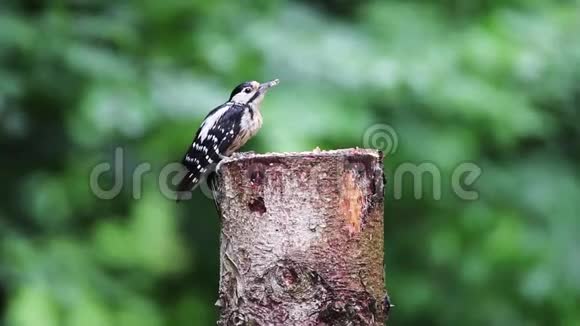 大斑点啄木鸟大树主要雌鸟挖掘树的轮廓肖像啄木鸟在森林后面吃树视频的预览图