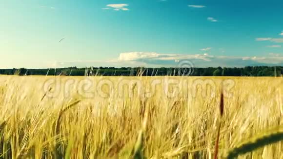 黄耳麦随风摇摆田里种小麦蓝天视频的预览图