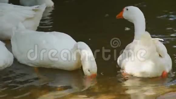 白鹅潜入水中得到自己的食物一只家鸟在河里游泳视频的预览图