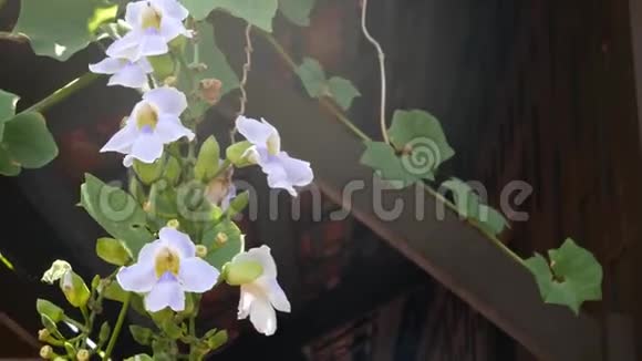 房子外面盛开的藤蔓绿色葡萄酒与美丽的白色花朵爬上木制传统泰国风格的墙壁视频的预览图