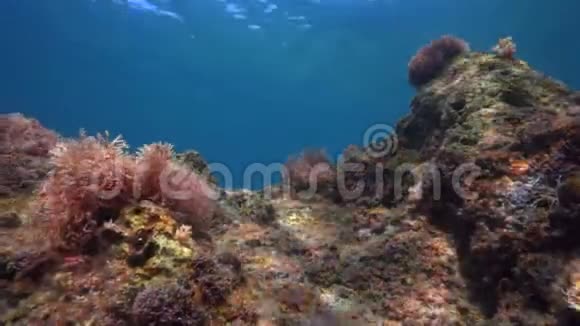 在水下美丽的地中海海底景色视频的预览图