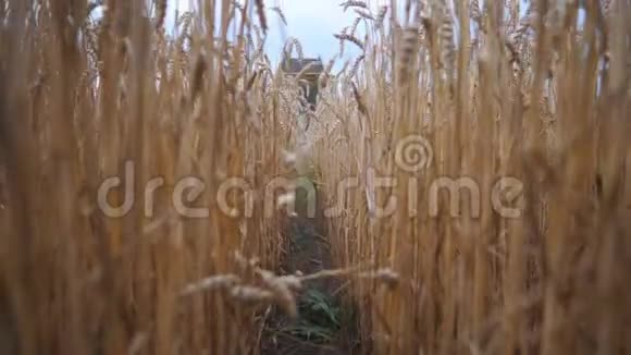 傍晚收割机收割小麦的前景联合骑马穿过田野切割的茎视频的预览图