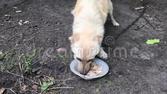 乡下狗在链子上吃了一碗食物视频的预览图