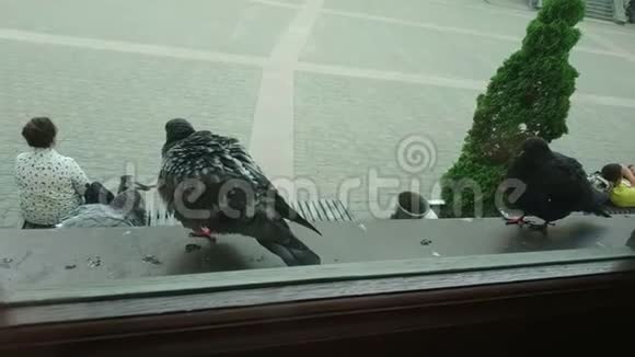 鸽子从另一边坐在窗台上视频的预览图