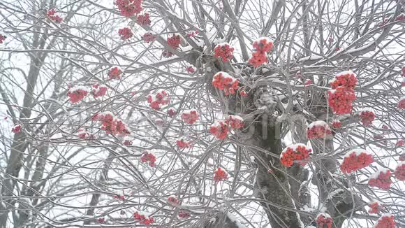 冬天的杨梅树视频的预览图