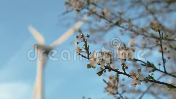 春天的苹果树背景是风力涡轮机视频的预览图