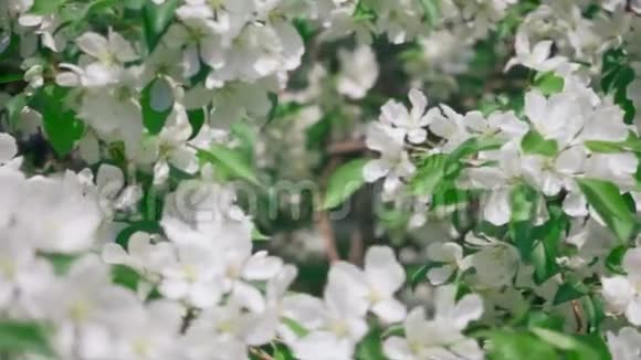 花泉无缝无限循环全景理想美丽的花苹果花花店生态背景视频的预览图