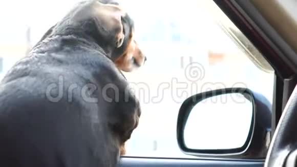 可爱的狗dachshund喜欢开车头朝窗外视频的预览图