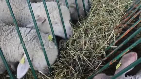 许多白羊吃干草视频的预览图