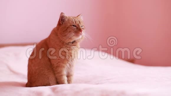 红猫坐在沙发上看着摄像机视频的预览图