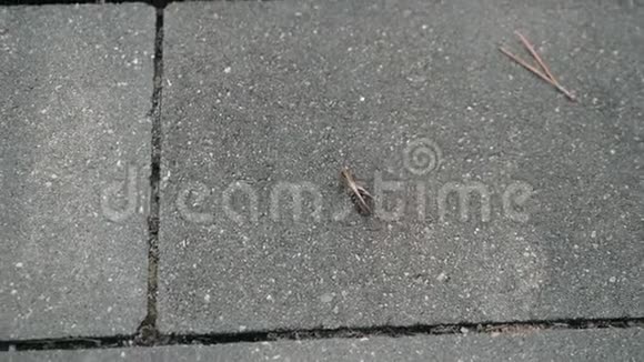 蚱蜢坐在柏油马路上准备用网来跳跃视频的预览图