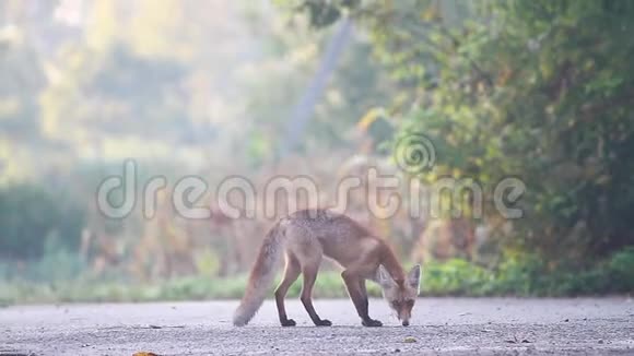 秋天路上的狐狸嗅着地面跑开了视频的预览图
