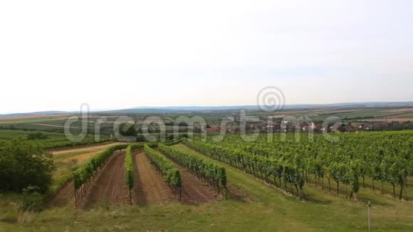 捷克共和国南摩拉维亚农业小村庄的尼斯葡萄园视频的预览图