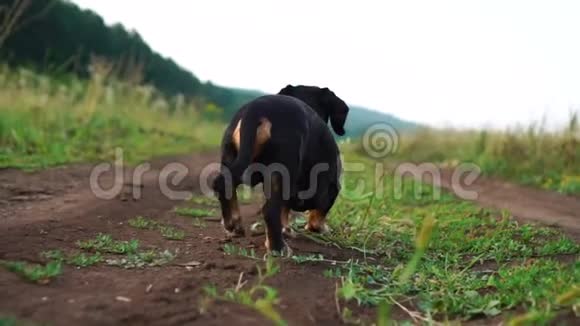 狗在大自然的慢动作视频中沿着马路散步视频的预览图