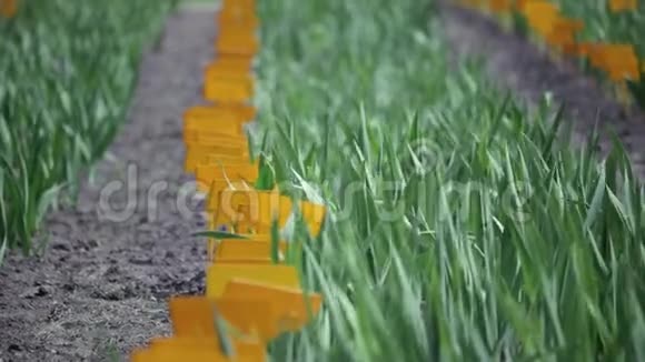 绿茎和花瓣的郁金香花床上有橙色斑块视频的预览图