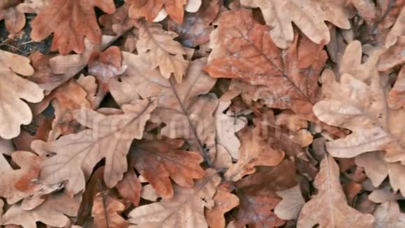 秋天的秋天的橡树叶在地上全景摄像机移动叶片纹理视频的预览图