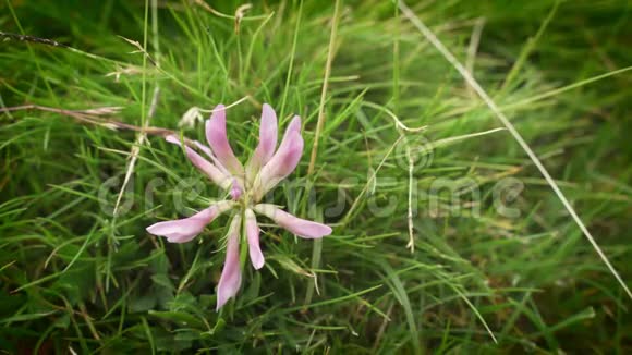 西班牙比利牛斯山脉高山三叶草或三叶草的粉红色花朵视频的预览图