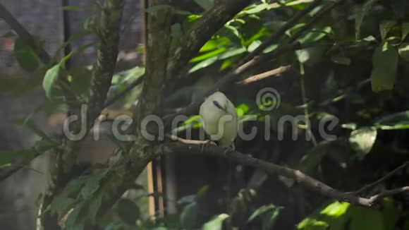 一只黄色的鹦鹉坐在巴厘岛鸟类保护区的树枝上视频的预览图