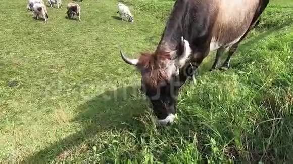 一头典型的提洛伦高山奶牛在多洛米特人的一片绿色草地上吃草牛群则在其中视频的预览图