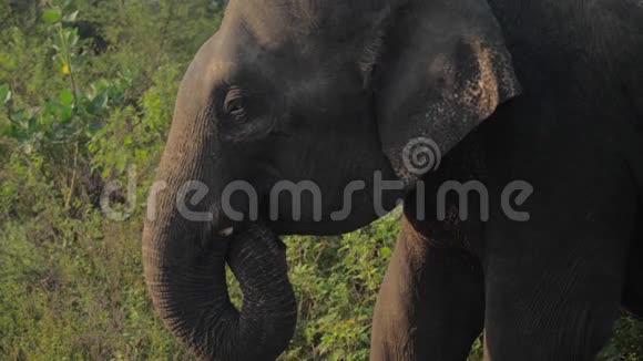 巨大的大象头顶着巨大的树干视频的预览图