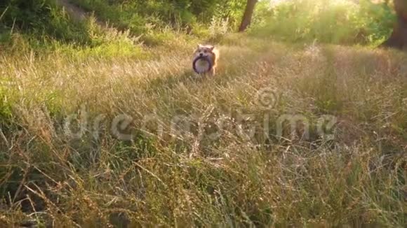 快活的科吉狗在森林里奔跑视频的预览图