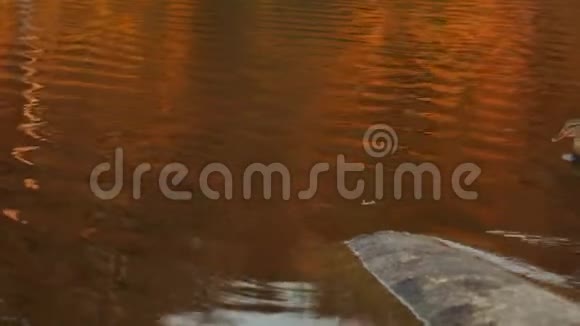 秋天湖上的野鸭视频的预览图