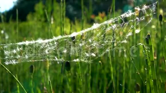 阳光明媚的日子一张浅白色的网上面有一只绿马尾上的蜘蛛在风中摇曳视频的预览图