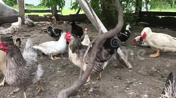 家禽在鸡舍里散步鸡公鸡鸭子生活在一个紧密的家庭视频的预览图