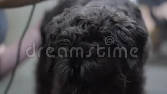 新郎照顾那只长狗头发梳洗的艺术打扮的元素把可爱的黑色动物视频的预览图