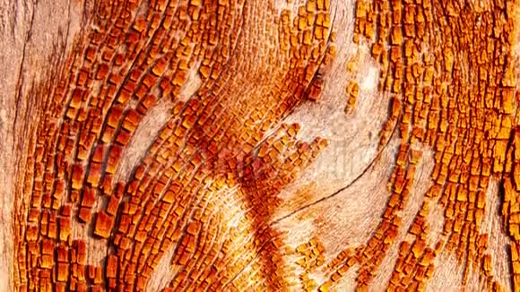 红橡树皮由树皮和树干部分给出的几何图案视频的预览图