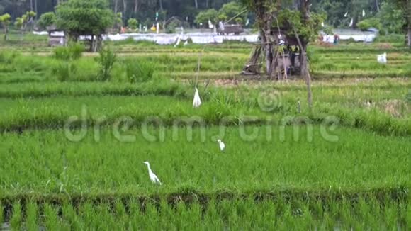 背景白鹳在水稻梯田上的亚洲观绿色植物田产业夏季观光农业视频的预览图