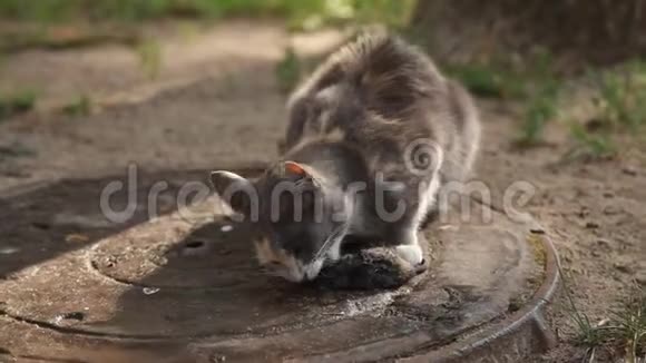 猫吃老鼠三色猫在院子里吃老鼠视频的预览图