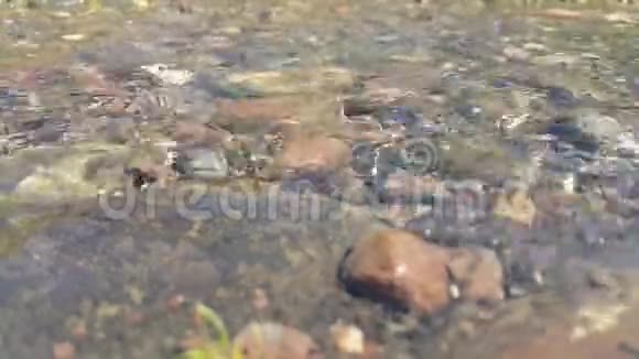 清新的河水山涧的急流舒缓的4K视频通过水你可以看到石头视频的预览图