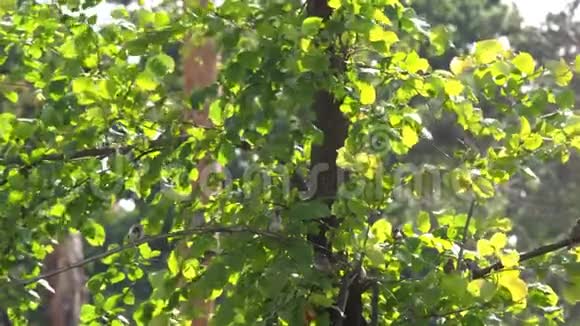 树枝上的麻雀鸟视频的预览图