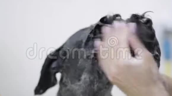 年轻的专业宠物美容师用洗发水洗黑大狗的脸而宠物又好又听话视频的预览图