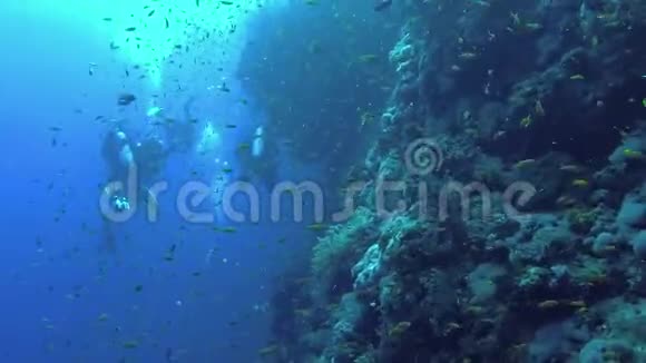珊瑚礁不同类型的热带鱼类在红海暗礁附近捕食视频的预览图