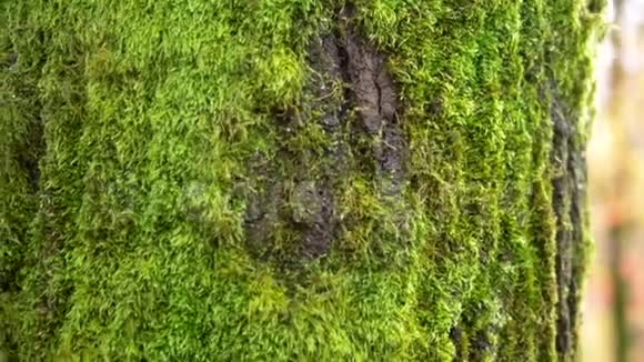 刻在树皮上的苔藓上的心背景视频的预览图