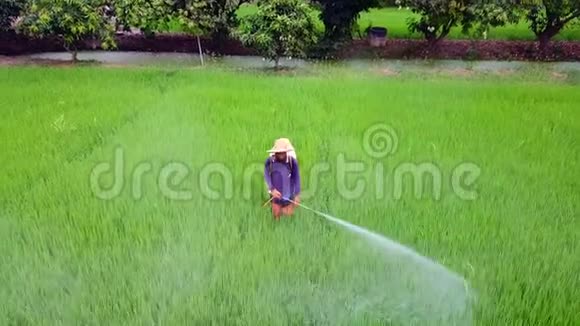 农民喷洒在稻田里视频的预览图