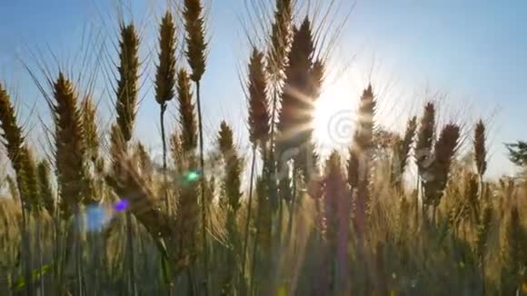 黑麦田阳光下的乡村风光视频的预览图