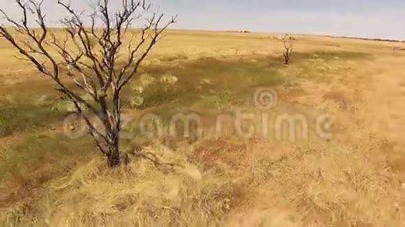 一棵褐色的枯树视频的预览图